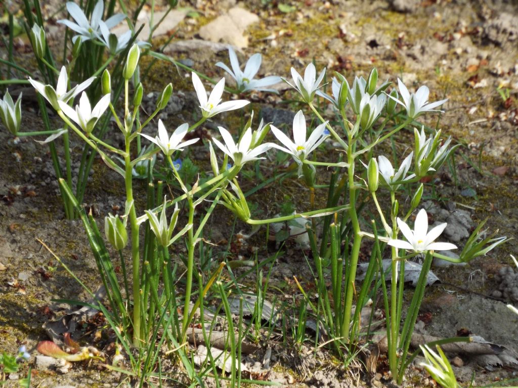 Ornithogalum divergens  (Asparagaceae)